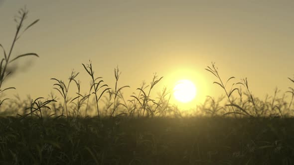 Waving Wild Grass On a Sunset