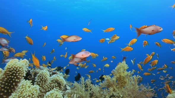 Underwater Garden Life alt