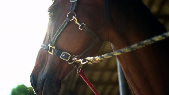 Portrait of Beautiful and Mighty Dark Bay Male Horse Staring Into the Distance with Ears High Up alt