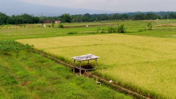 Farmers hut in middle of rice plantation on Java Island, Indonesia, aerial view alt