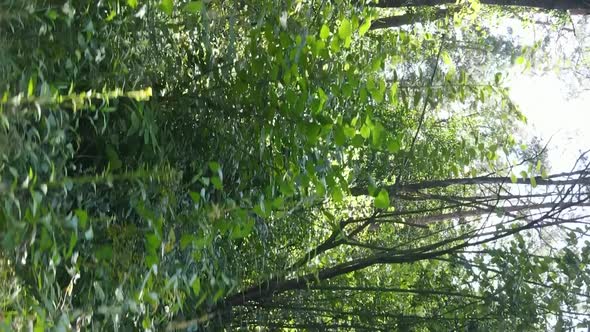 Vertical Video of Green Forest By Day alt