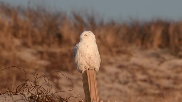 Snowy Owl Video Clip  alt