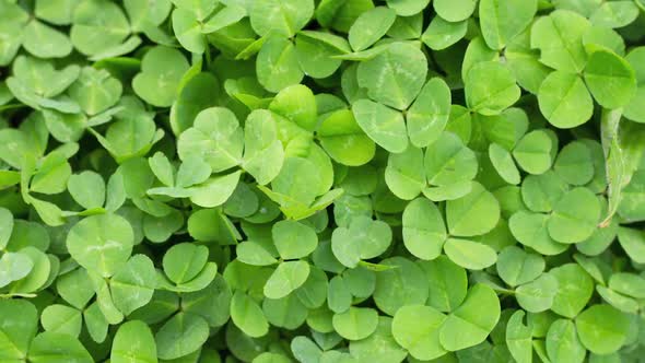 Irish Clover Grows on the Ground As a Natural Background Slow Motion alt
