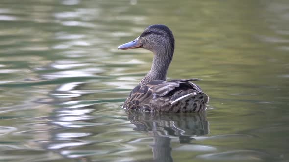 Duck (Anas platyrhynchos) floating on the water. Slow motion alt