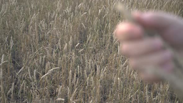 Farmer Works with a Computer Tablet in a Wheat Field at Sunset alt