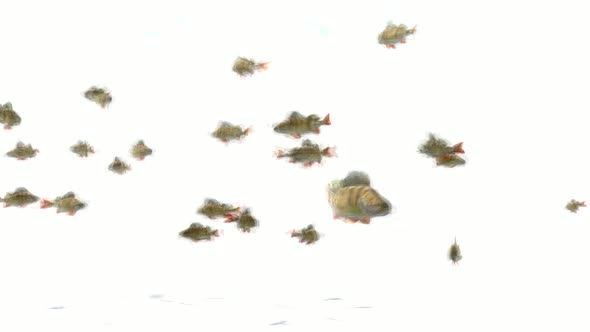 Fishes Stop Motion
