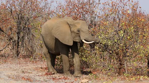 Feeding African Elephant - Kruger National Park alt