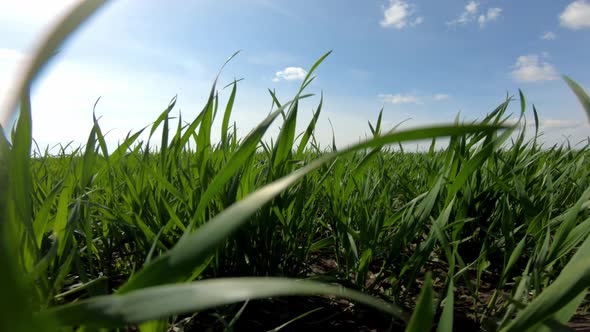 Green Field Of Wheat Close Up On A Background Of Blue Sky On A Sunny Day