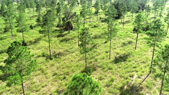 Aerial view above the trees of a pine forest in Central Florida. alt