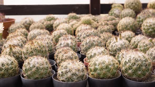 Cactuses in Flower Pots on a Table  Closeup alt