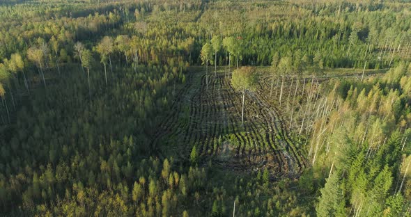 Cleared Forest Cut Down Trees Deforestation Area Aerial View