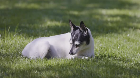 Adorable Toy Fox Terrier Dog Relaxing on Grass Outside alt