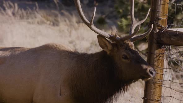 A herd of wild elks in the Rocky Mountain National Park alt