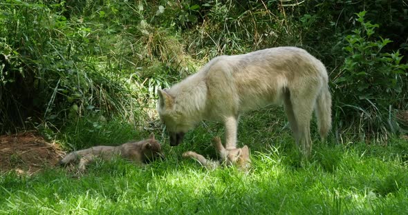 Arctic Wolf, canis lupus tundrarum, Mother and Cub standing near Den Entrance, Real Time 4K alt