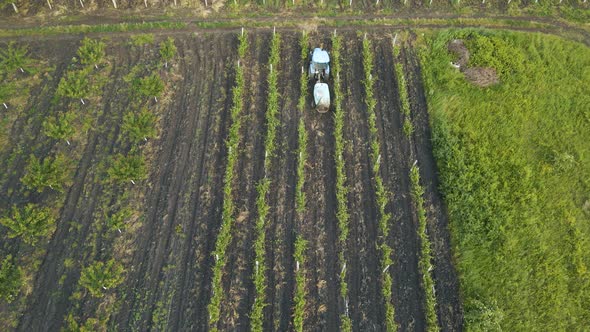 Drone  Aerial View of Tractor Spraying Orchard in Springtime alt