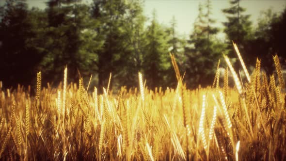 Scene of Sunset or Sunrise on the Field with Young Rye or Wheat in the Summer alt