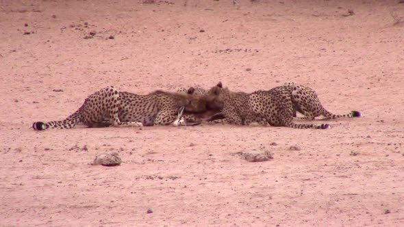 Coalition of African Cheetahs share eating a recently killed antelope alt