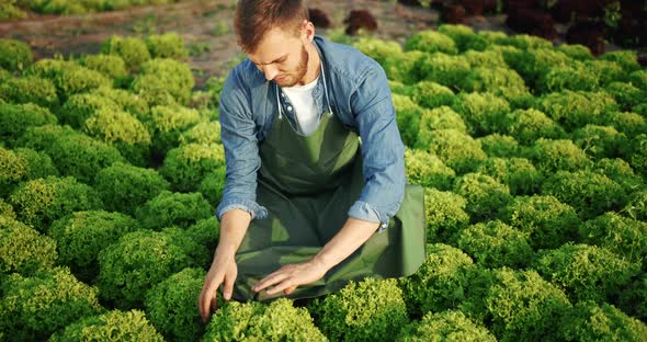 Man on Salad Plant Sunset