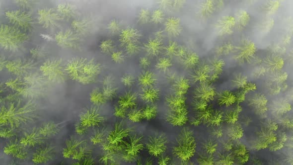 Aerial Flight Over the Foggy Mountain Forest alt