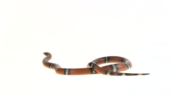 Sinaloan Milk Snake, Lampropeltis Triangulum Sinaloae, in Front of White Background alt