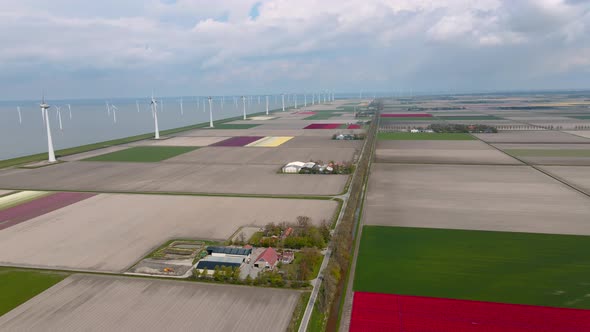 Tulip Field in The Netherlands Colorful Tulip Fields in Flevoland Noordoostpolder Holland Dutch alt