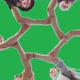 Friends Join Their Wrists and Make a Circle on a Green Background - VideoHive Item for Sale