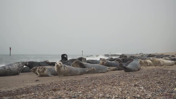 herd of marine seals lying on the sandy beach shore of horsey gap norfolk england uk alt