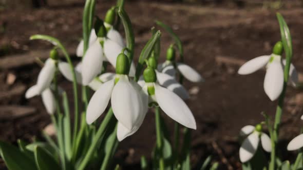 Gentle white snowdrop plant 4K 2160p 30fps UltraHD footage - Close-up of Galanthus nivalis  flower i alt