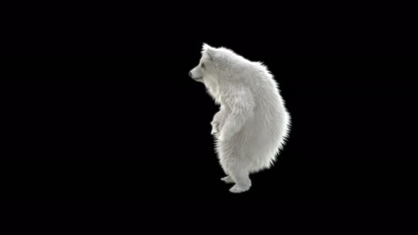 165 Bear Dancing 4K alt