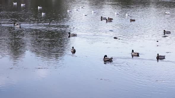 Flock Of Mallard Duck And Seagulls Swimming On The Lake Near The Park In Romania. - wide shot alt