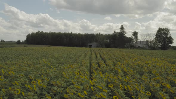 Vast abundance of Sunflowers growing in Northern Maine on farmland alt