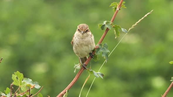Red-backed shrike (Lanius collurio) female bird  alt
