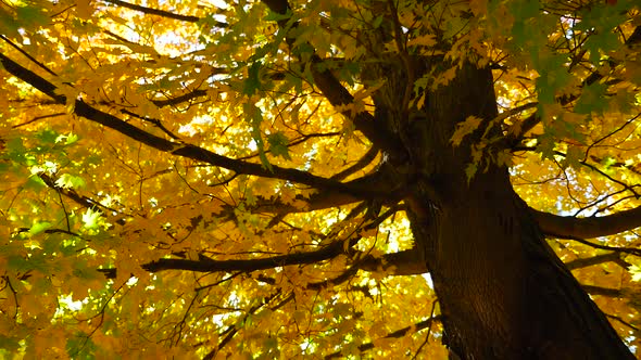 Looking Up At A Large Tree With Colorful Leaves In The Fall 2