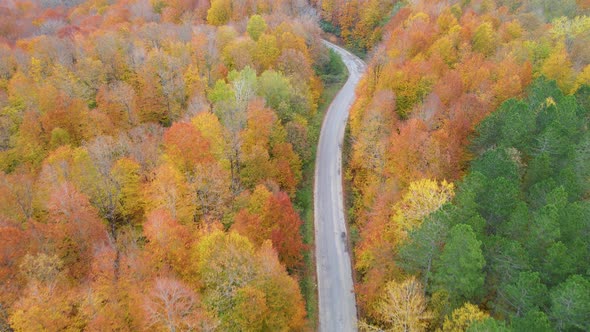trees and pathway in red and orange colors in autumn, great autumn day alt