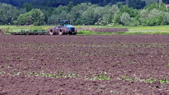 Blackheaded Gulls Flying Arond Blue Tractor That Pulling Disc Harrow with Roller Basket at Hot Sunny alt