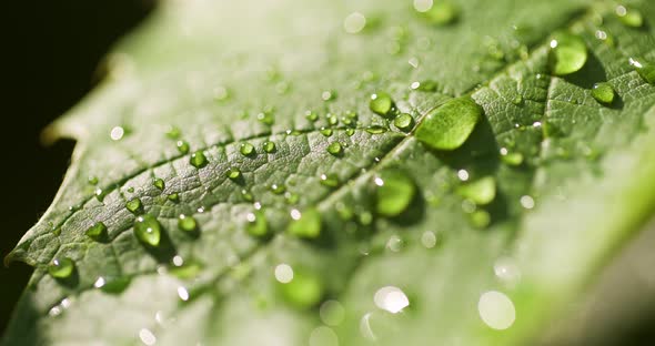 Water Drops on Leaf Surface alt