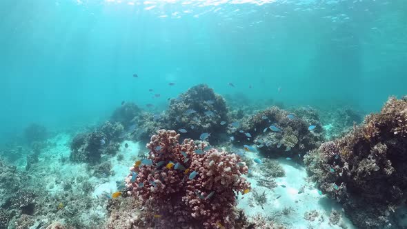 Coral Reef and Tropical Fish, Panglao, Philippines alt