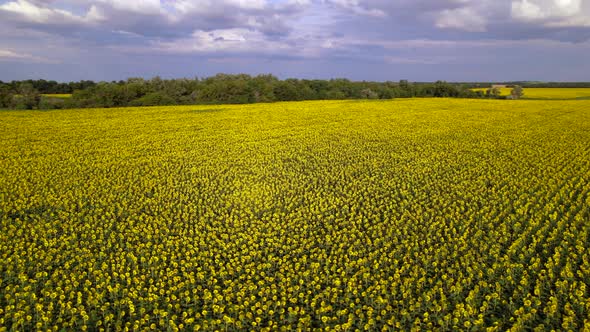 Bright yellow sunflower field, blooming oilseed flowers, blue sky with white clouds, harvest season.