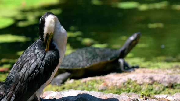 Little Pied Cormorant Preening Its Feathers With Eastern Long-necked Turtle In The Pond. - zoom out alt