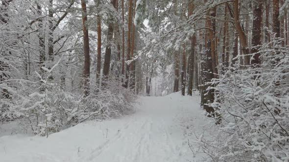 Beautiful in Winter Forest