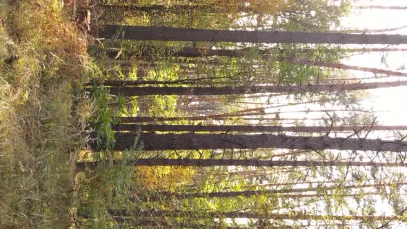 Vertical Video of a Forest Landscape on an Autumn Day in Ukraine alt