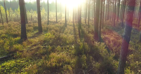 Bright Sun in Forest in Misty Morning at Sunrise in Wild Nature Dolly Shot alt