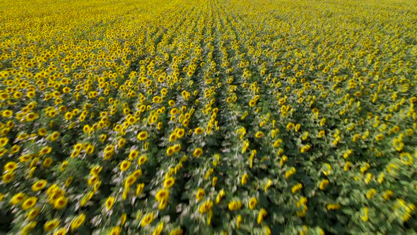 Bright yellow sunflower field, blooming oilseed flowers, harvest season, soft evening light.