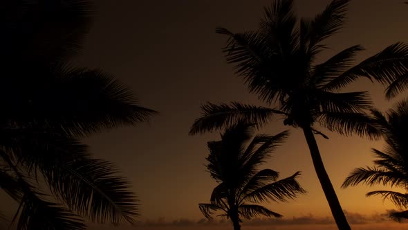 Caribe Palm Tress At Sunset Backlight
