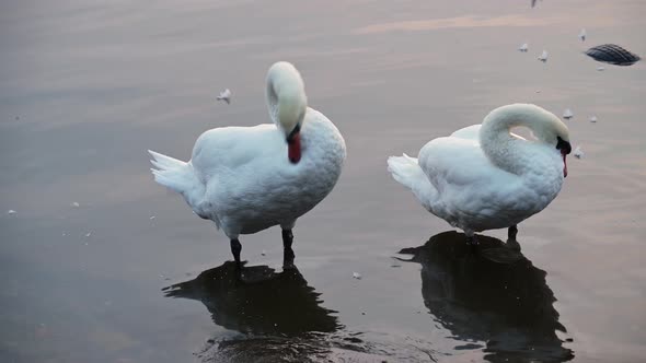 Beautiful white swans brush feathers standing in the water of the river at sunset