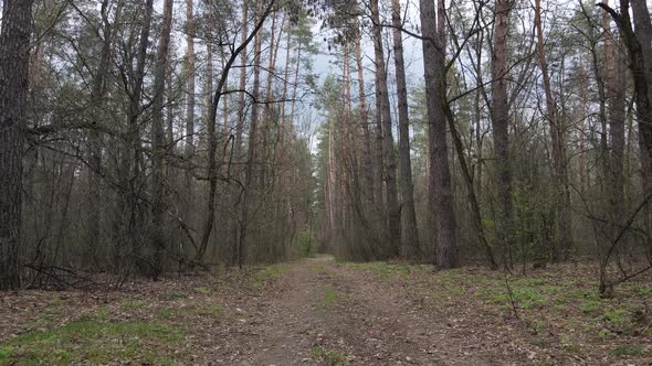 Road in the Forest During the Day Slow Motion alt