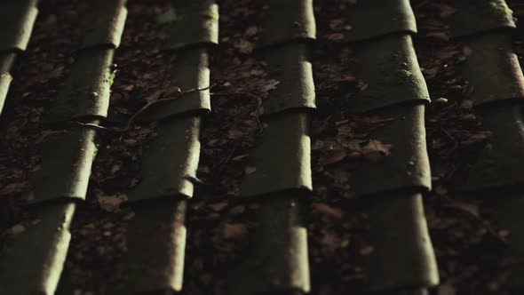 Old Tile Roof with Moss alt