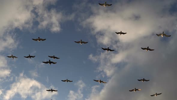 Birds Fly Without Flapping Their Wings in a Dynamic Stream Against the Background of Beautiful