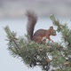 Swedish Squirrel - VideoHive Item for Sale