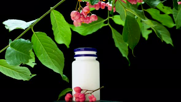Eonymus Berry. Homeopathy Healing Medicines From Natural Herbs Or Plants On A Black
